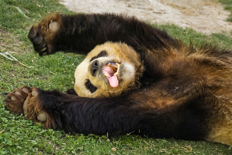 Сдаюсь! фото превью