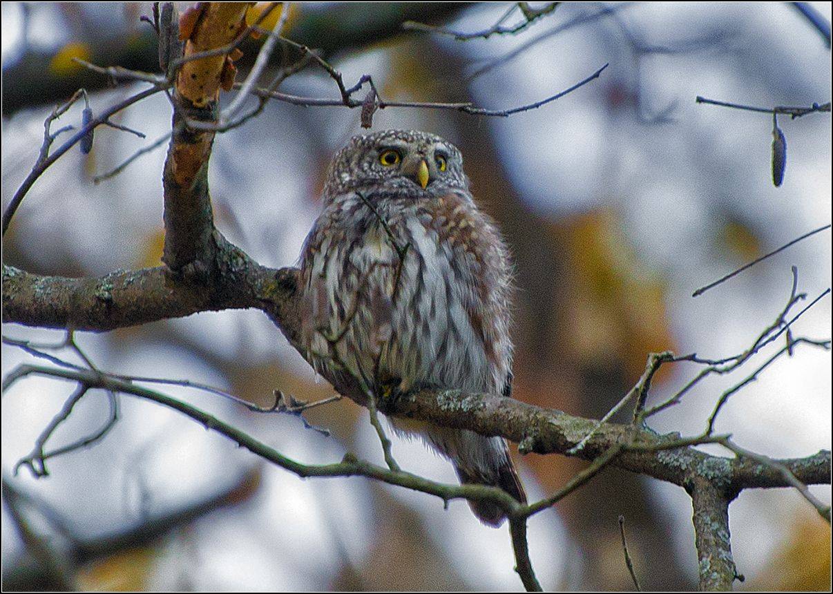 москва, парк, птица, АНАТОЛИЙ ДОВЫДЕНКО