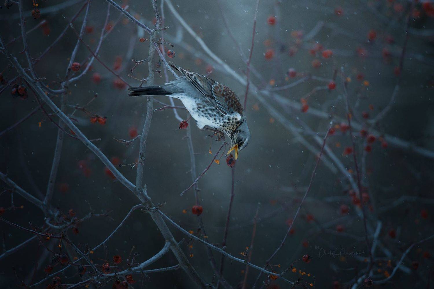 природа, лес, поля, огороды, животные, птицы, макро, Посевич Дмитрий