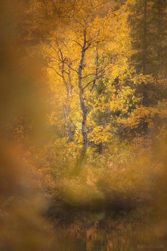 Портреты Осени