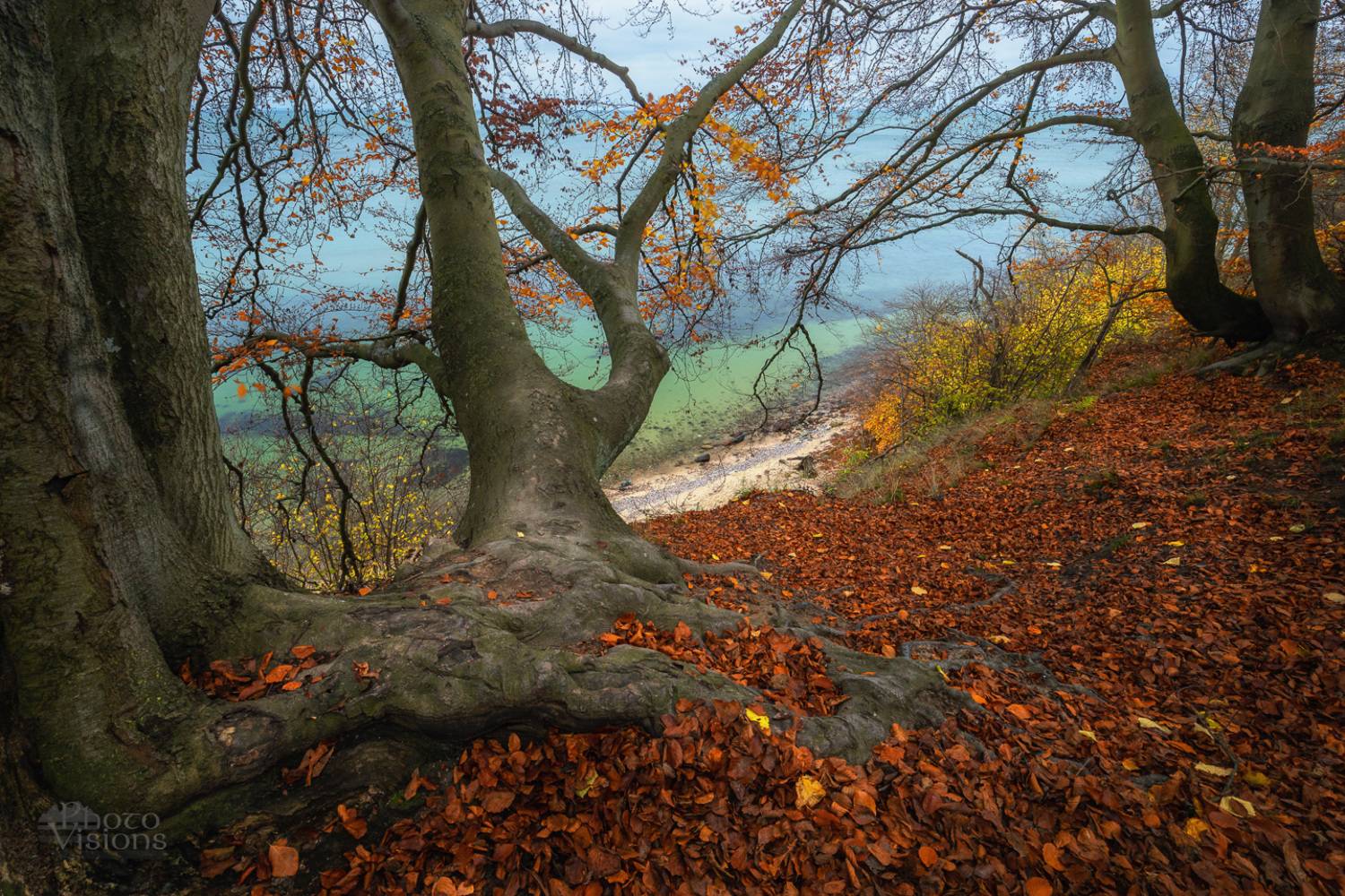 forest,beech,sea,tree,autumn,baltic sea,cliff,colorful,landscape,woods,woodland,poland,, Photo Visions