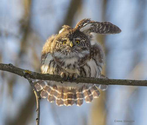 Eurasian pygmy owl