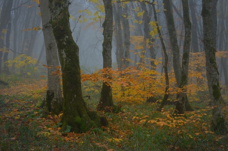Золотая пора фото превью