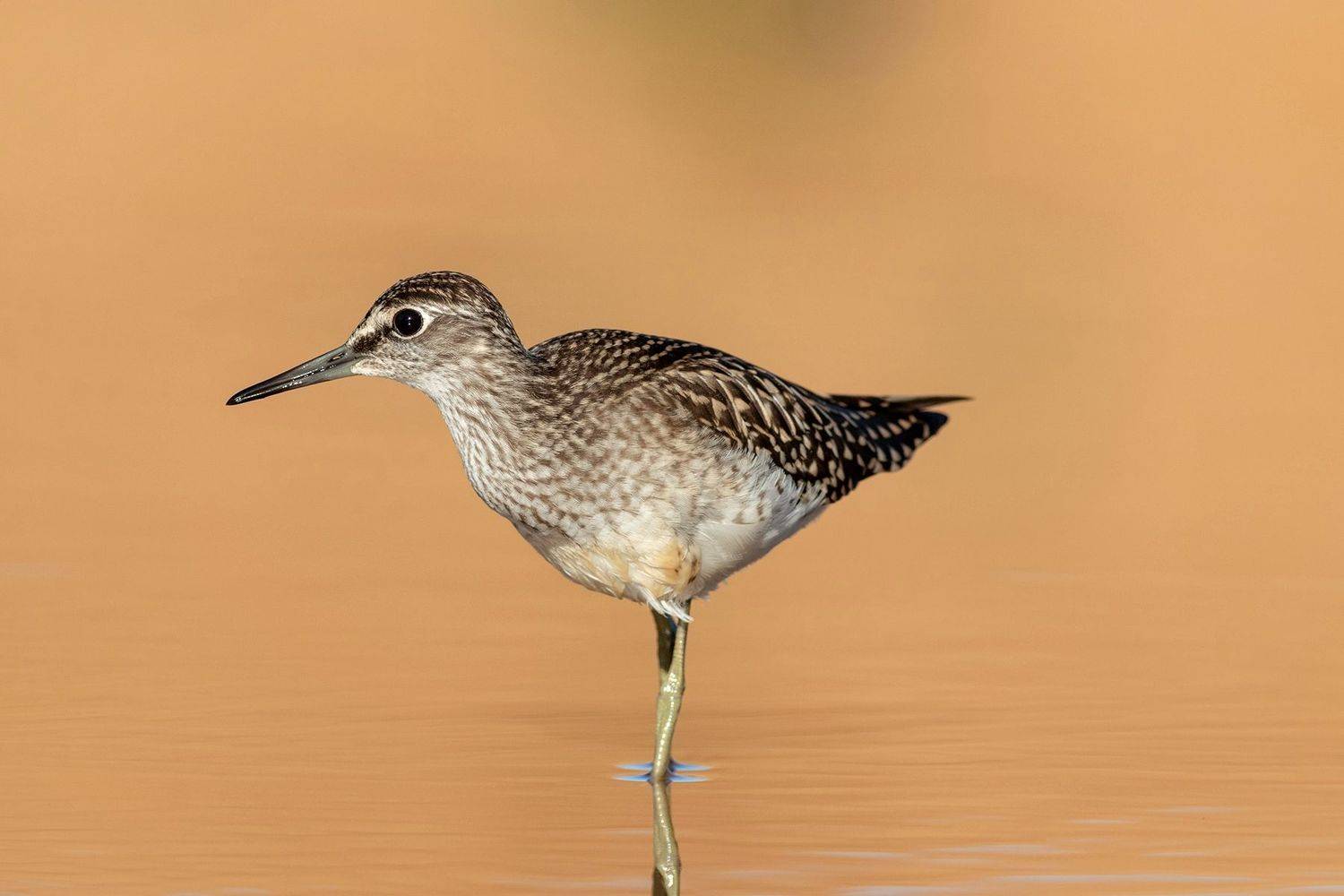 Фифи, кулик, птица, фотоохота, birds, птицы, Павел Краснослободцев
