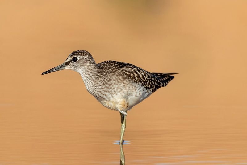 Фифи, кулик, птица, фотоохота, birds, птицы Фифи фото превью