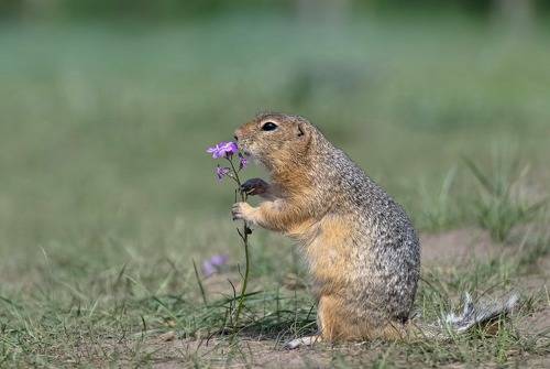 Суслик обыкновенный