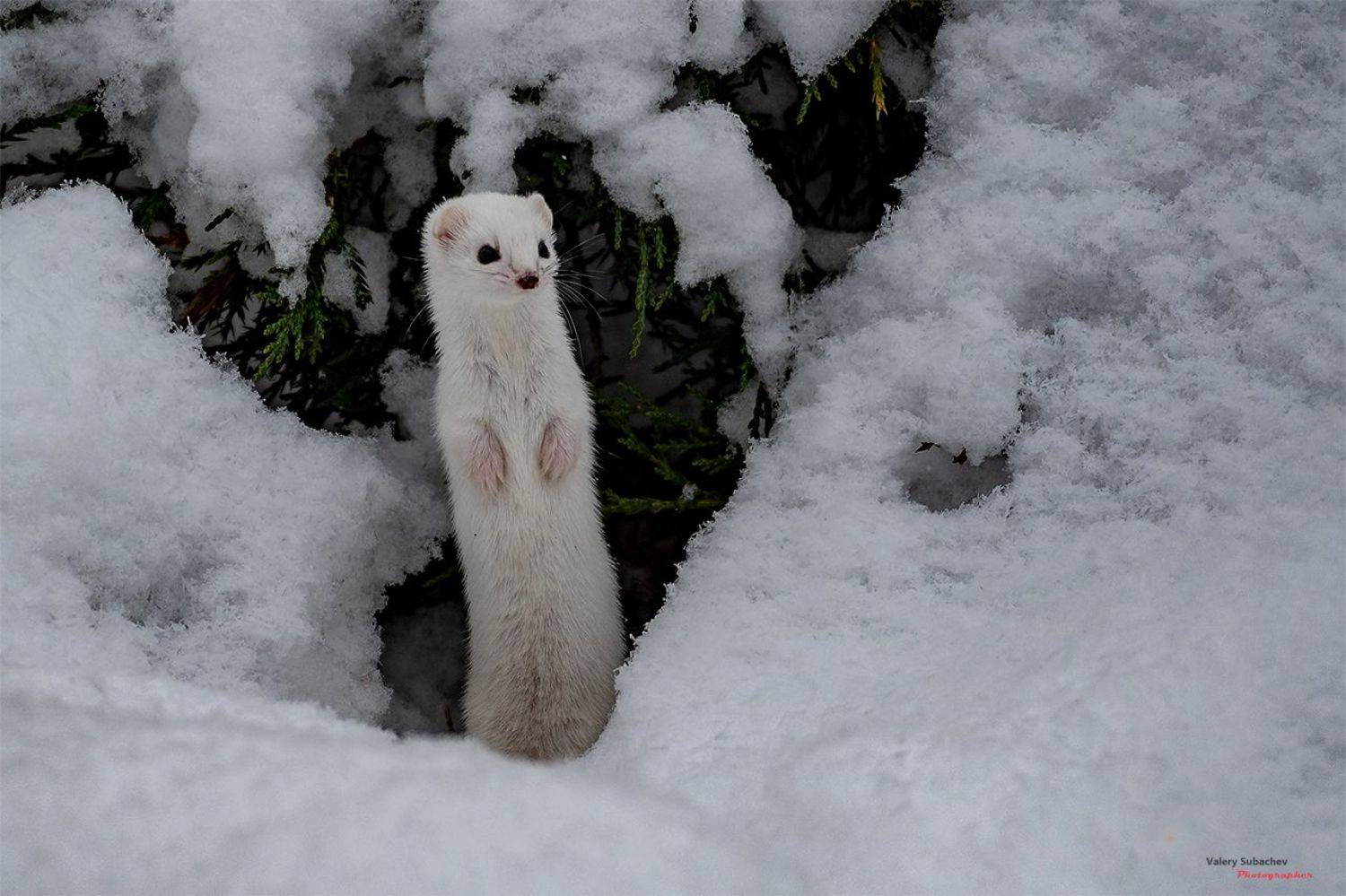 , Валерий Субачев