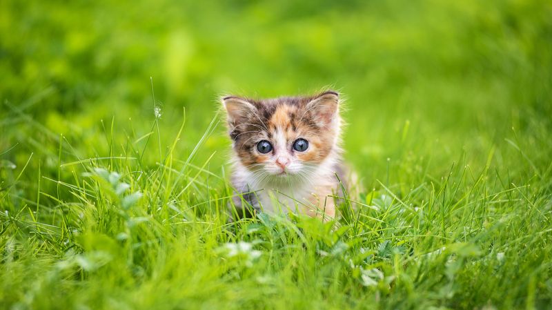 на прогулку фото превью