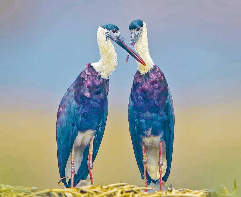 Wooly Necked Stork фото превью