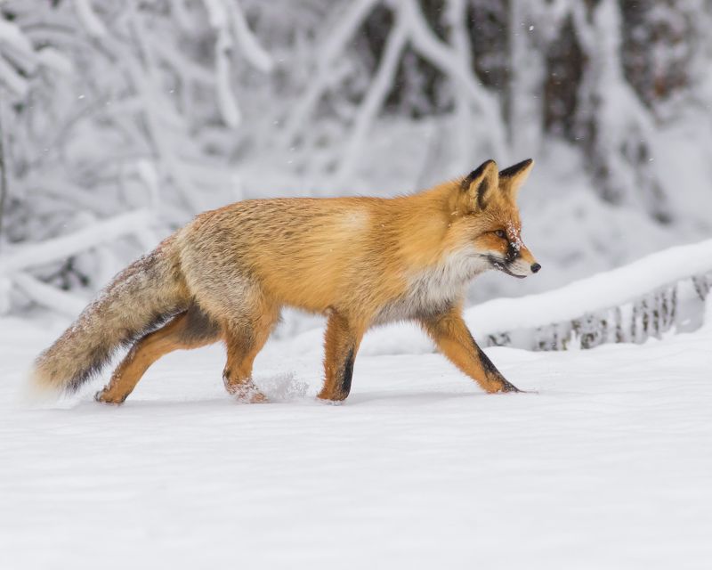 лисица Лисица фото превью