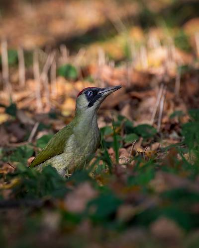 В поиске пропитания