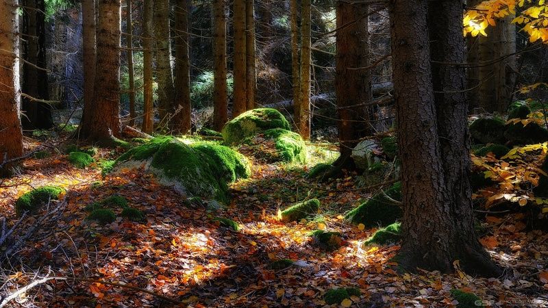 природа пейзаж осень лес камни Лесные камни фото превью