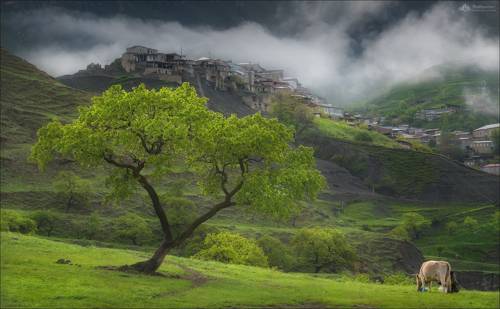 Утро в Чохе ..