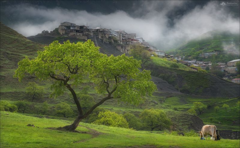 дагестан, чох, террасы, фототур в дагестан, кавказ, чохские террасы Утро в Чохе .. фото превью