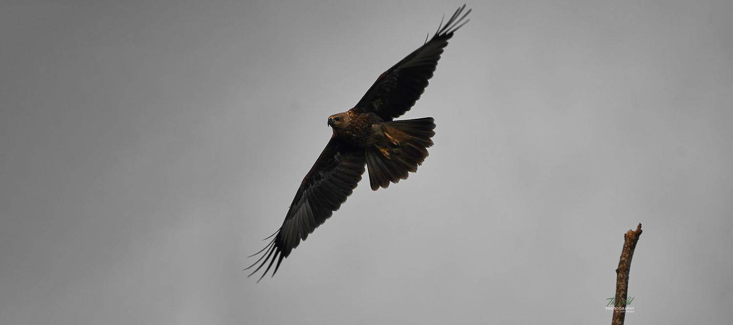 , Sonnadara Kushan Madushanka