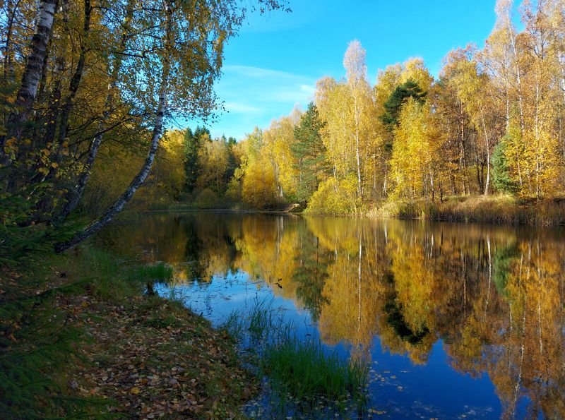 Природа, лес, осень, октябрь Золотые краски октября. Московская область. фото превью