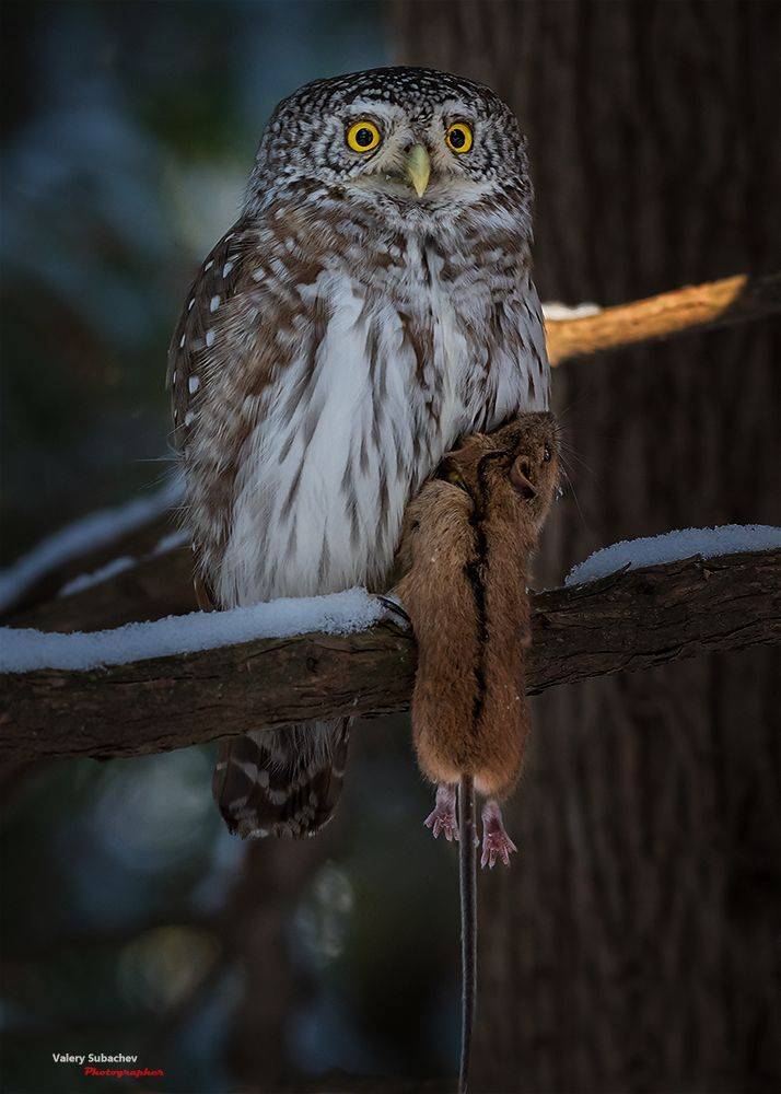 , Валерий Субачев
