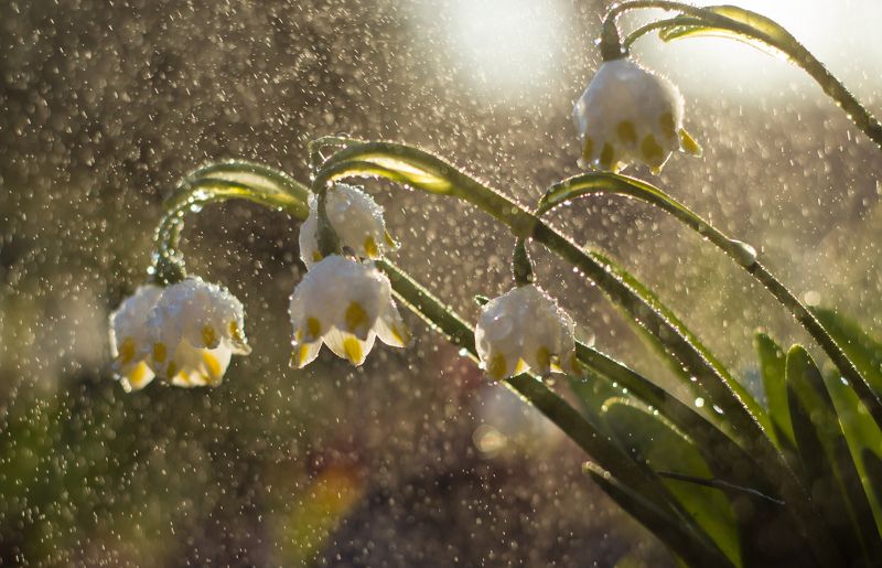 подснежники, весна, цветы  фото превью