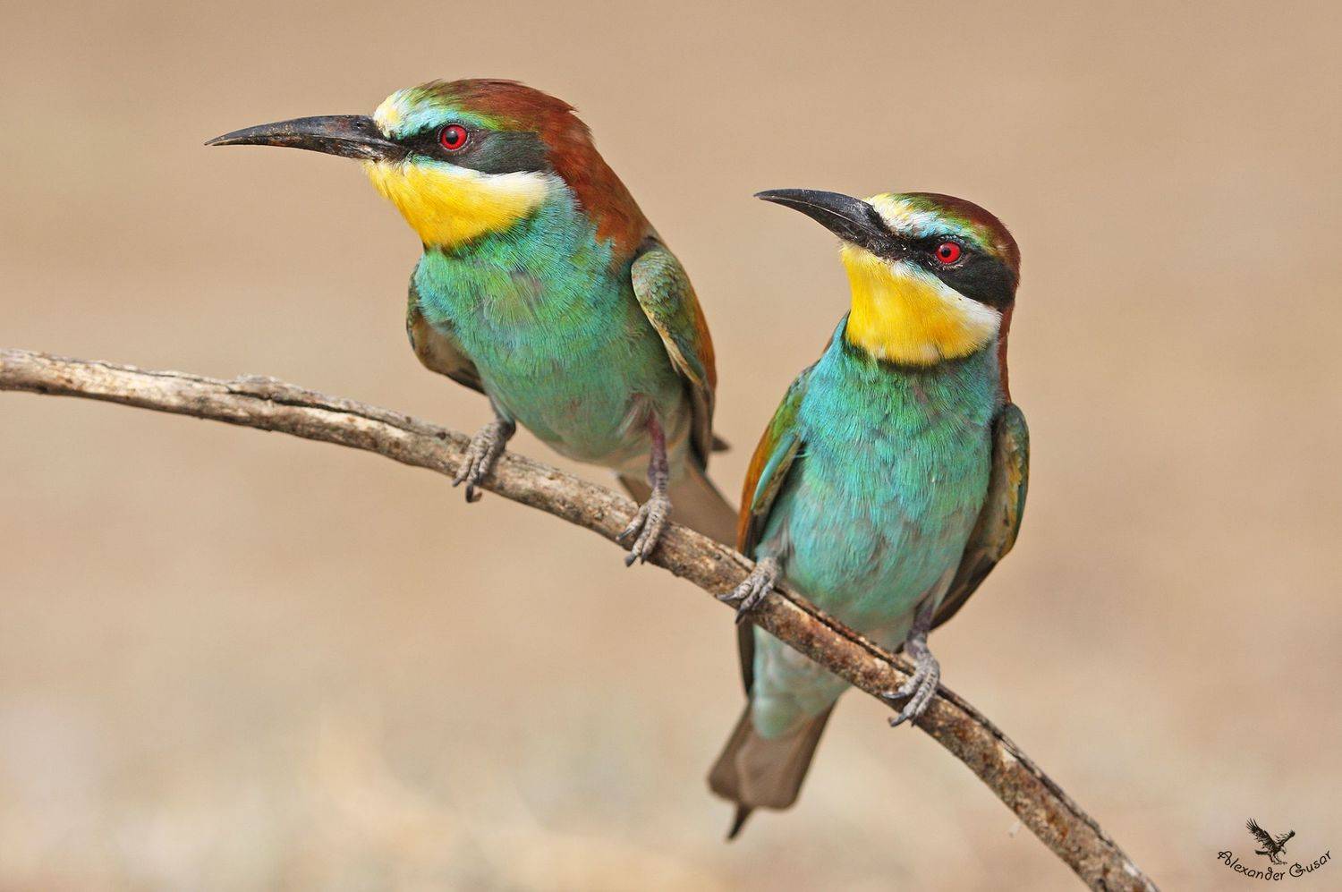 золотистая, щурка., Александр Гусар