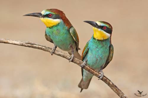 Двое из норы.