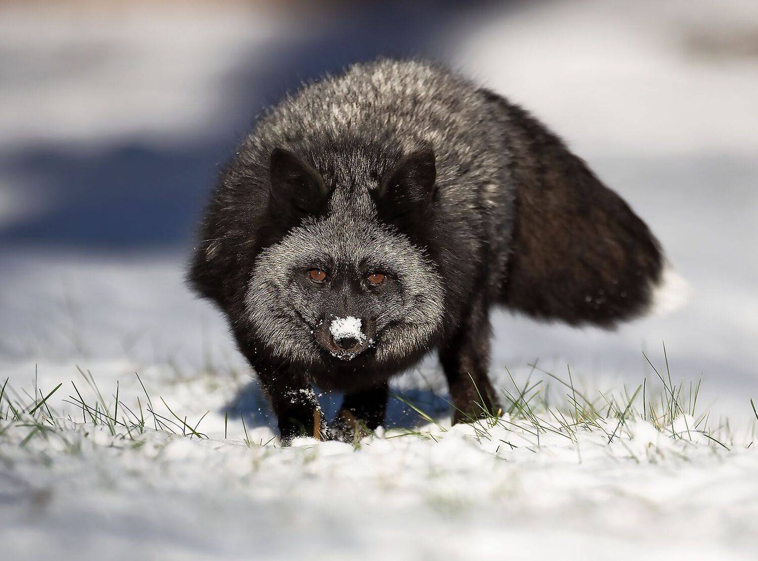 лиса, чернобурая, красотка, охотница, fox, beautiful, hunter, nature, Yulia Stukalova