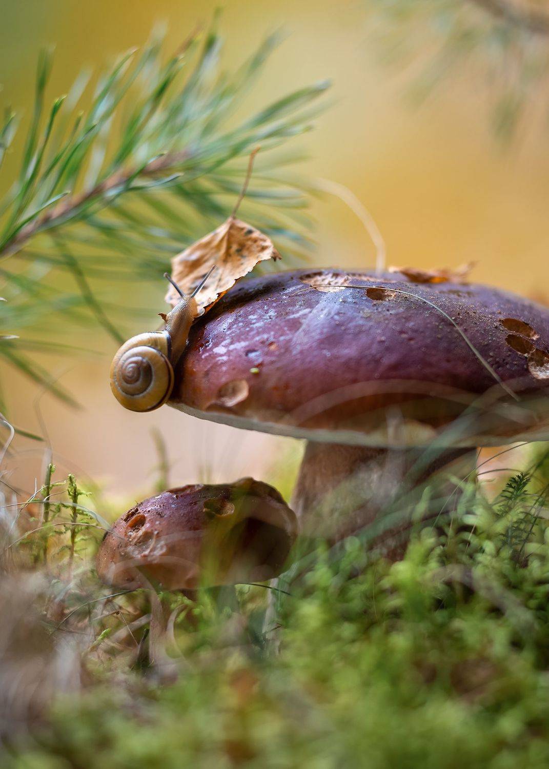 письма осени, лес, белый гриб, улитка,а.п.чехов, ГОРЮКИНА ИРИНА