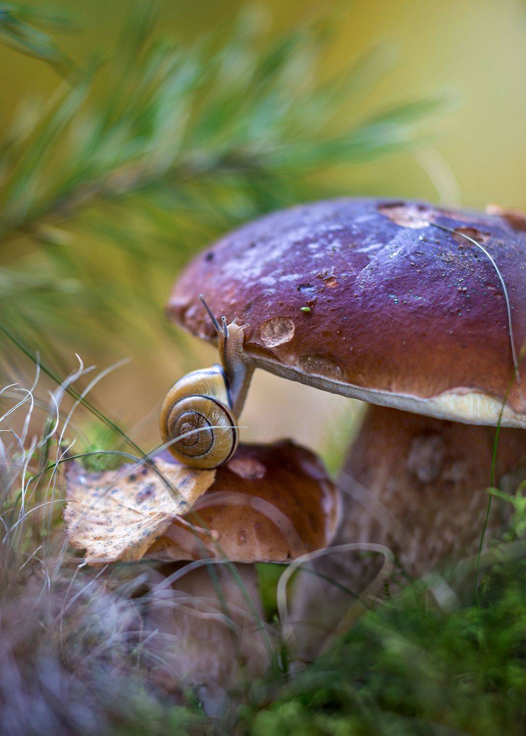 лесные истории, про улитку, белый гриб, осень, лес, моя беларусь, ГОРЮКИНА ИРИНА