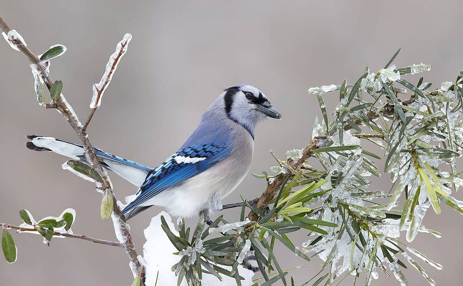 сойка, голубая сойка, jay, blue jay, зима, Etkind Elizabeth