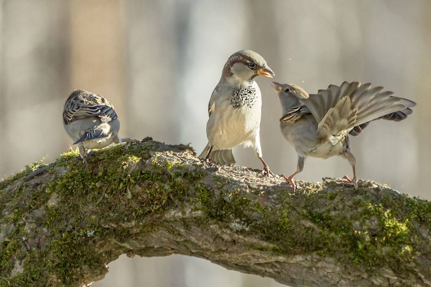 воробьи, сюжет, воробьиные истории, Коледова Ирина