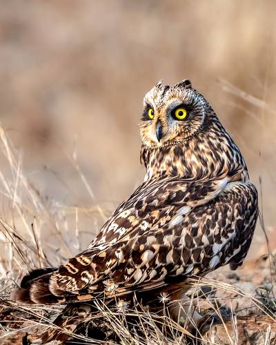 Short eared owl 