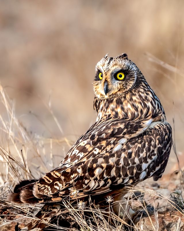 #nature #birds #wildlife Short eared owl  фото превью