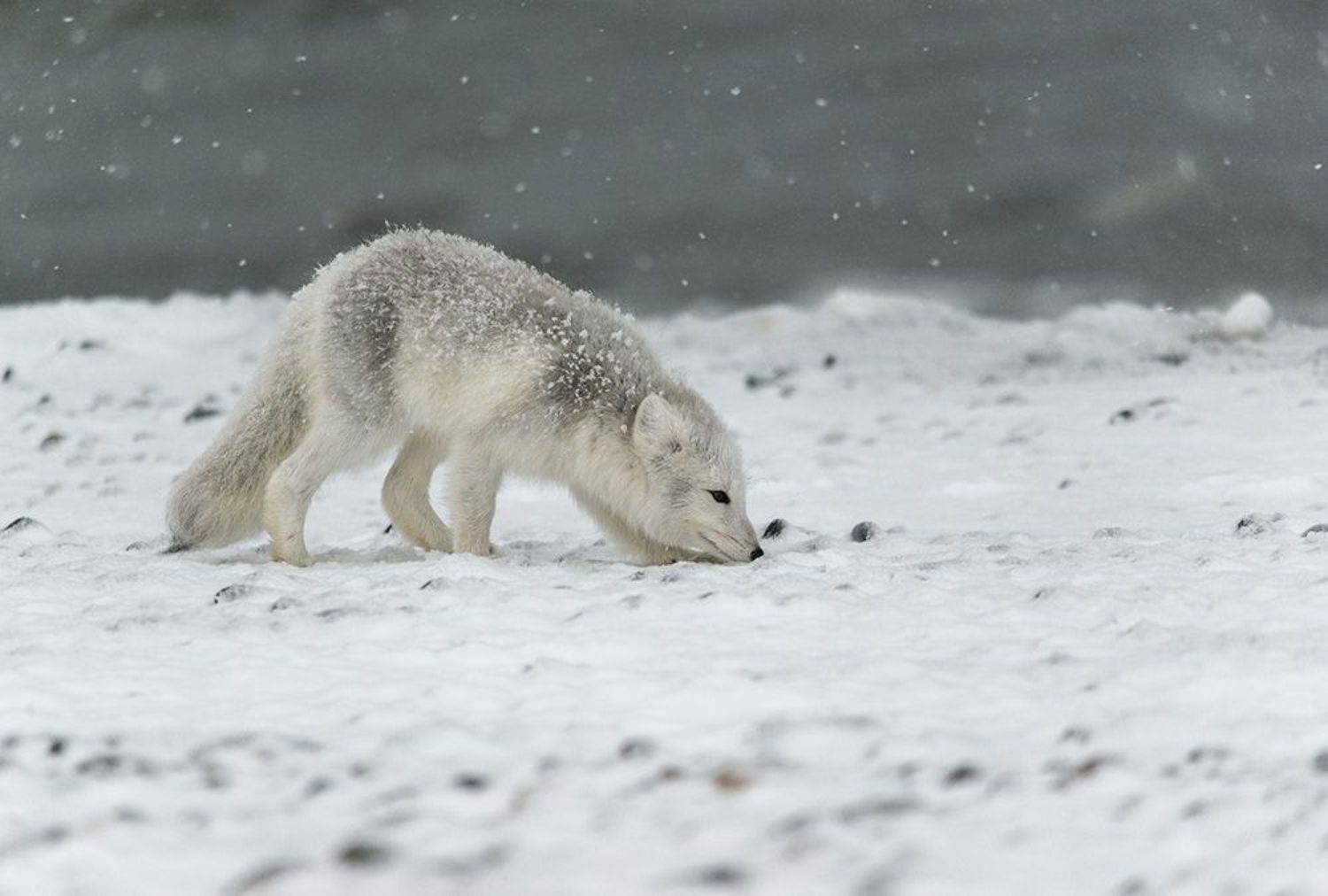 чукотка,арктика,север,песец белый,песец полярный, северная лиса, Максим Деминов