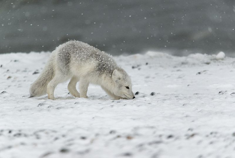 чукотка,арктика,север,песец белый,песец полярный, северная лиса В поисках вкусненького.... фото превью