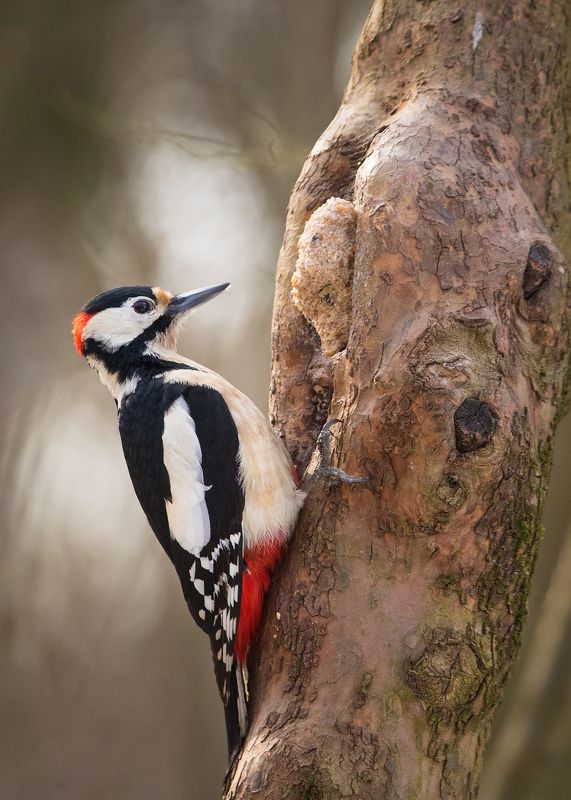 Woodpecker фото превью