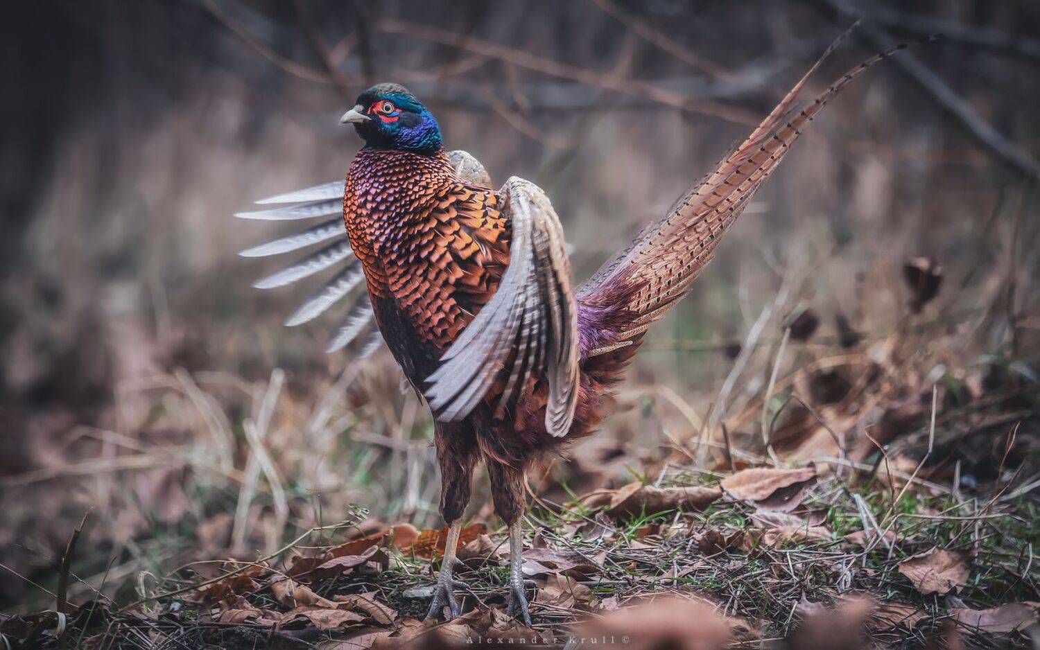 фазан, Круль Александр