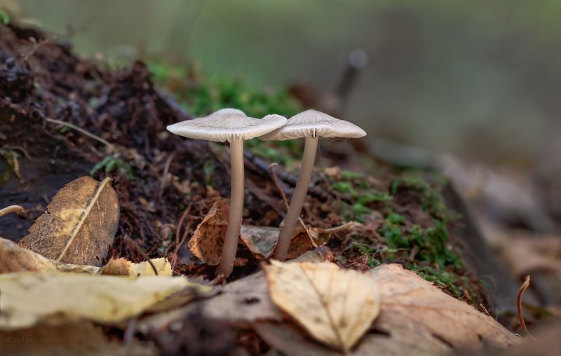 грибы, макро, macro Не бойся, я с тобой фото превью