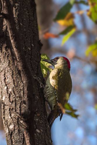Зелёный в зелени