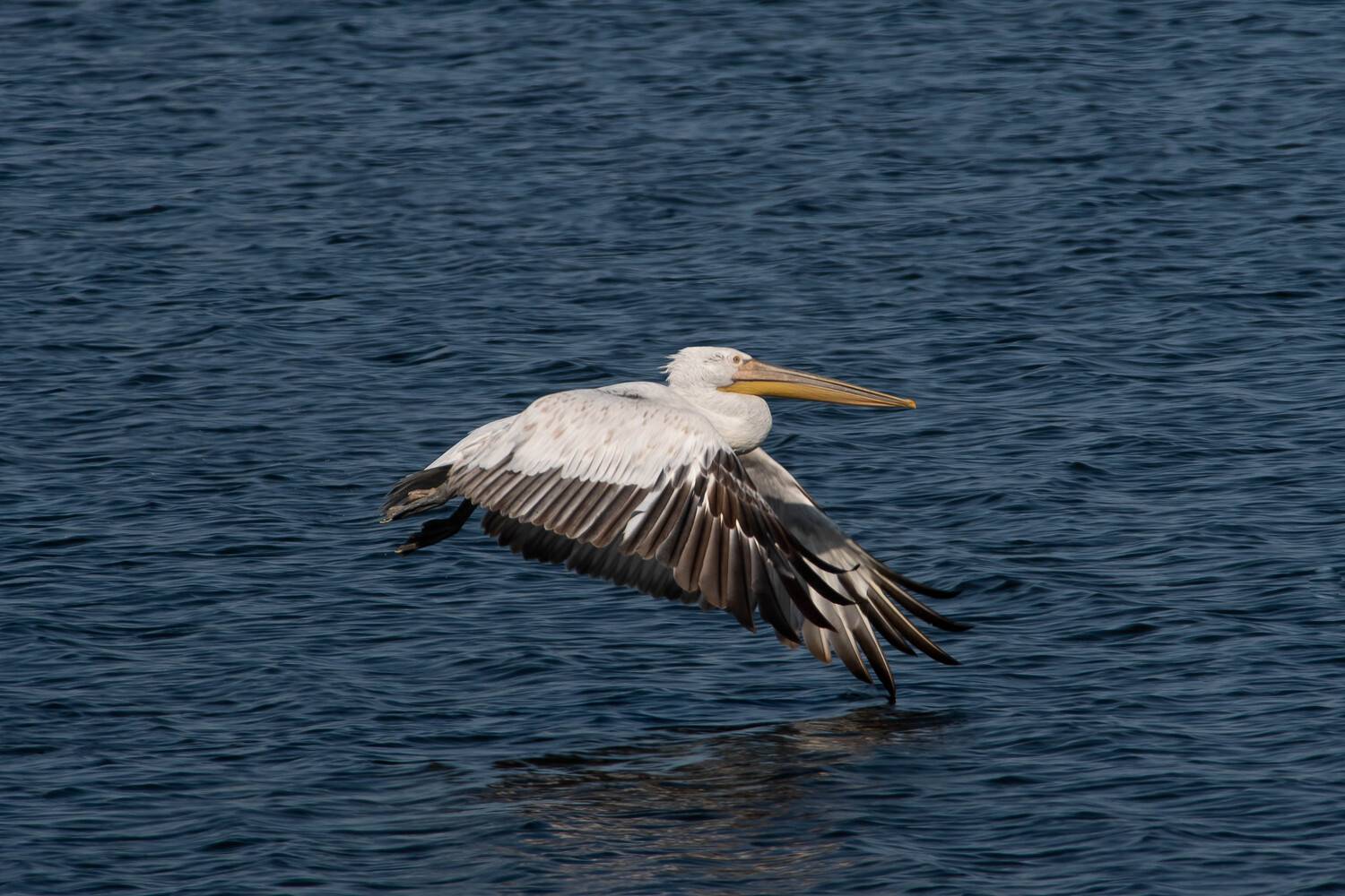 Pelecanus crispus, bird, birds, birdswatching, volgograd, russia, wildlife, Dalmatian pelican, pelican, , Сторчилов Павел