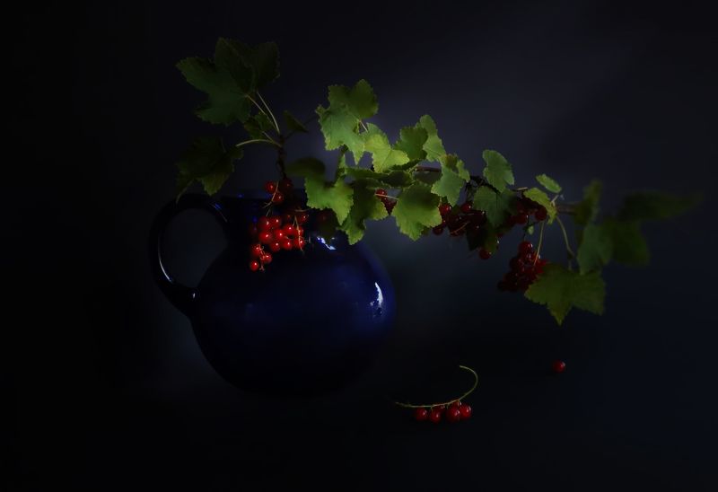 red, berries,  a blue vase,  black background red berries in a blue vase on a black background фото превью