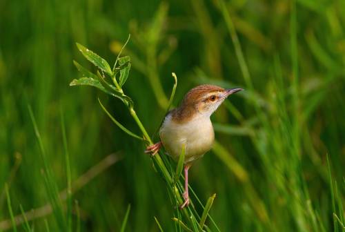 Songbird