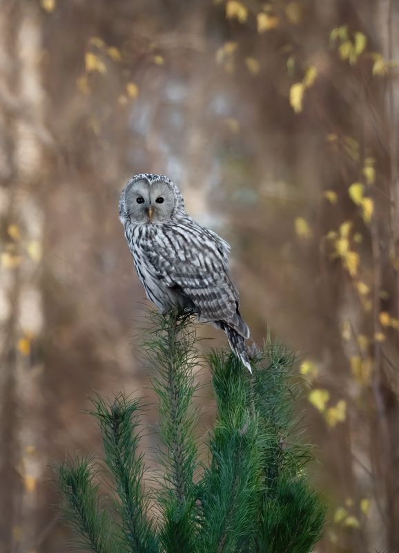 Уральская Неясыть Strix uralensis фото превью