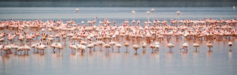 Фламинго Розовый горизонт фото превью