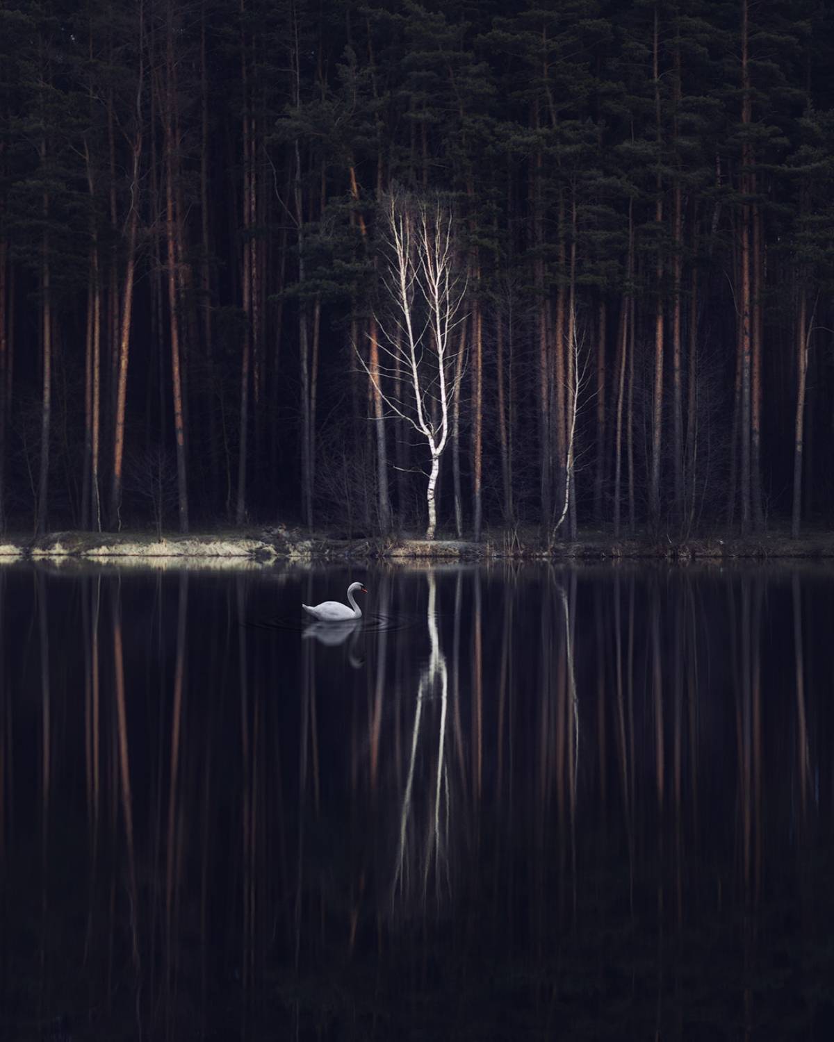 лебедь, озеро, лес, тишина, гармония, любовь, радость, жизнь, украина, коростышев,, Александр Чорный