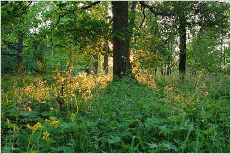 лето,июль,вечер,закат Июльский вечер фото превью
