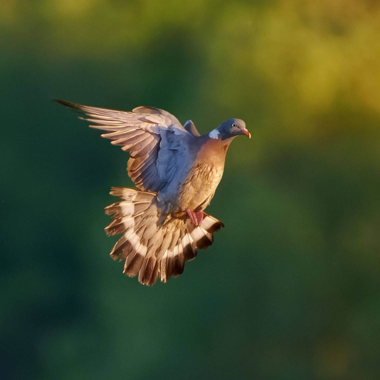 #bird #wildlife #nature #birdphotography, Александр Семенов