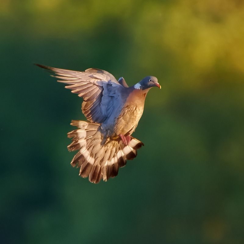 #bird #wildlife #nature #birdphotography Вяхирь фото превью