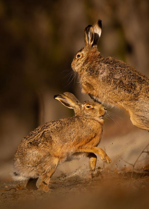 Hares фото превью