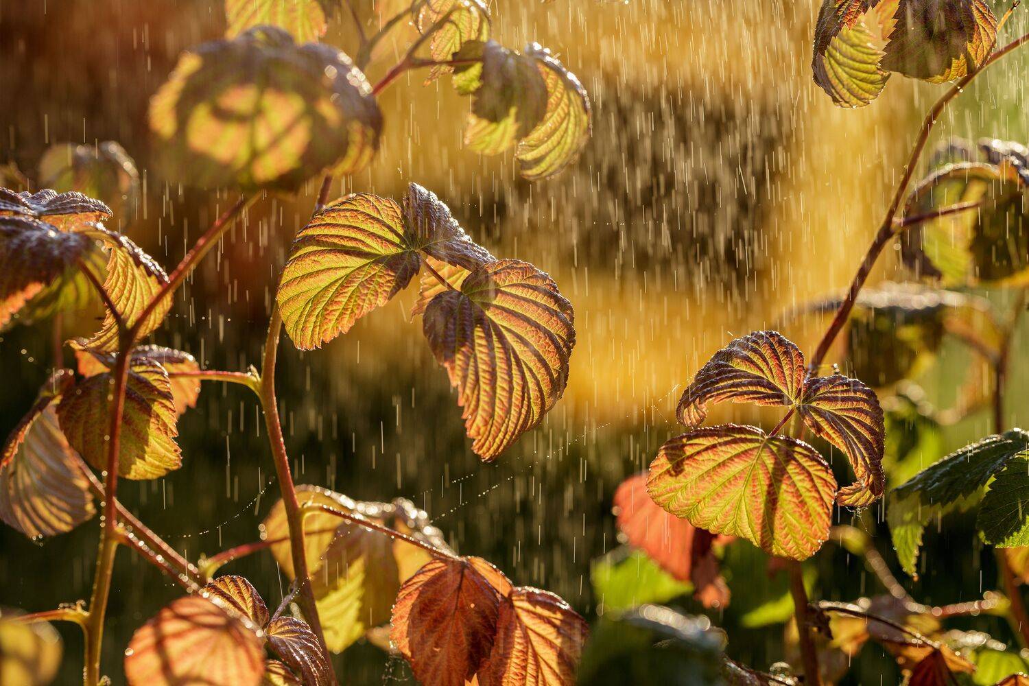 , Зеленько Дмитрий