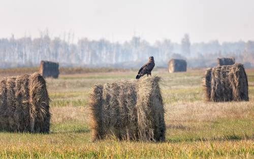 КАНЮК (серия)