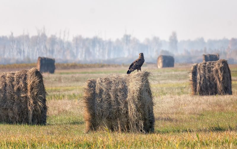 хищная птица, канюк, охота, лягушка, сено, поле, КАНЮК (серия) фото превью